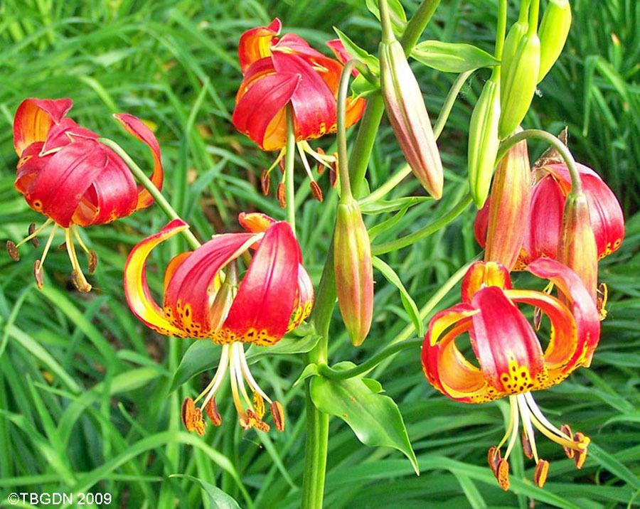 Photo of Leopard Lily (Lilium pardalinum) uploaded by TBGDN