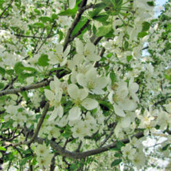Location: My Place
Date: May 12, 2013
If You Like Apple Blossoms You'll Like These!