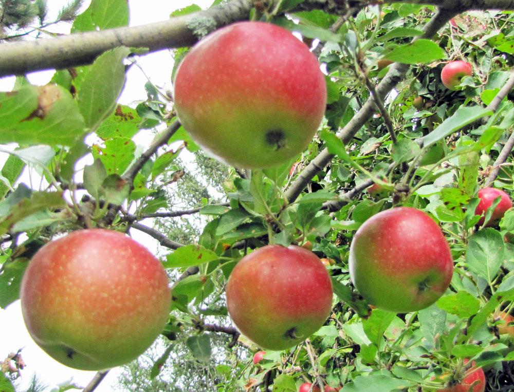 Photo of Apple (Malus domestica 'Red Rome') uploaded by TBGDN