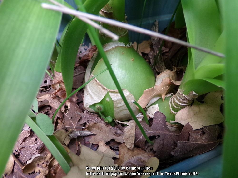 Photo of Pregnant Onion (Albuca bracteata) uploaded by TexasPlumeria87