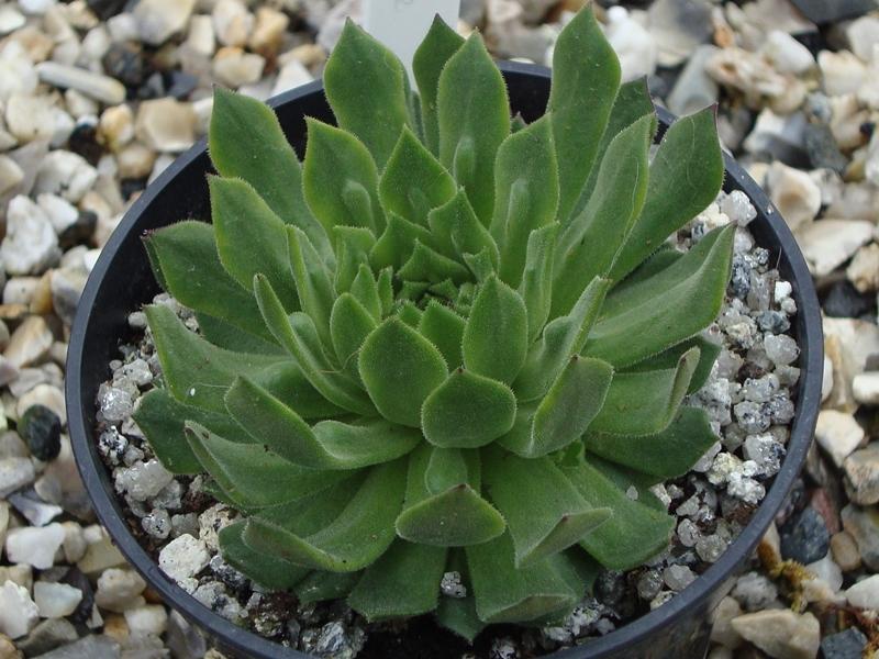 Photo of Hen and chicks (Sempervivum 'Annite') uploaded by banker07