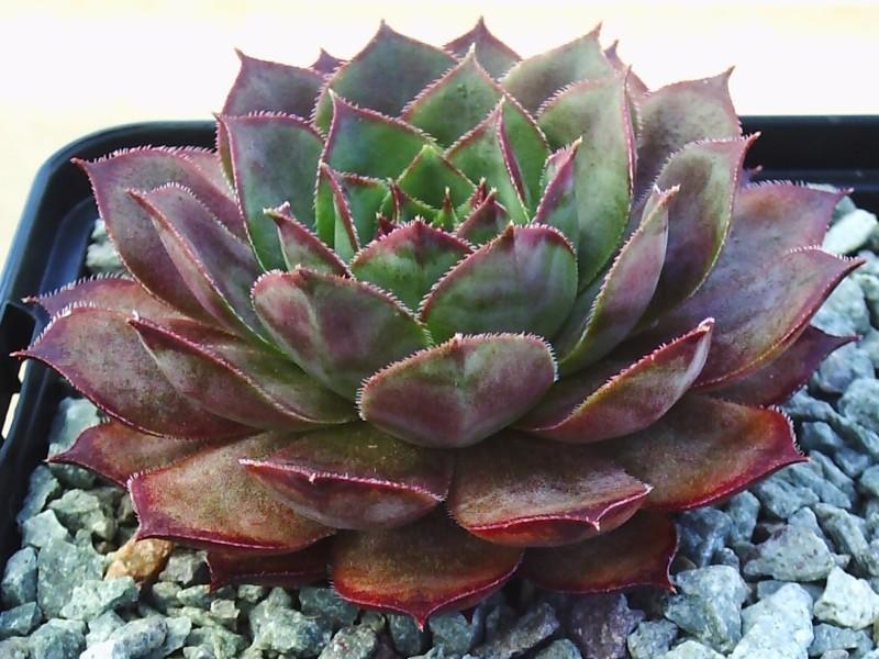 Photo of Hen and Chicks (Sempervivum 'Cavo Doro') uploaded by banker07