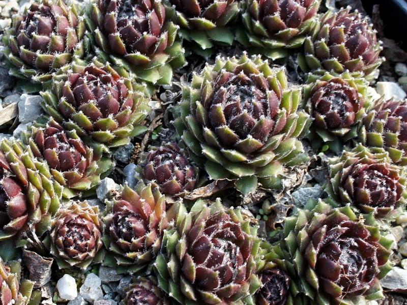 Photo of Hen and Chicks (Sempervivum 'Cherry Frost') uploaded by banker07