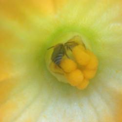 Location: Norfolk, VA (USDA zone 8a)
Date: 2012-06-15
Male flower with bee collecting pollen