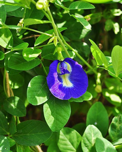 Photo of Butterfly Pea (Clitoria ternatea) uploaded by robertduval14
