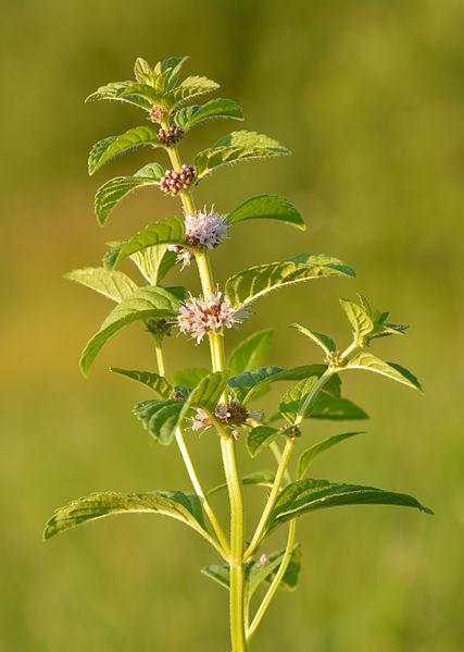 Photo of Field Mint (Mentha canadensis) uploaded by robertduval14