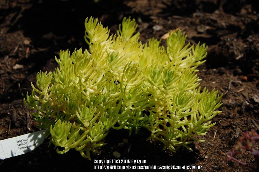 Photo of Stonecrop (Petrosedum Lemon Coral™) uploaded by valleylynn