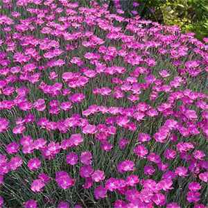 Photo of Cheddar Pink (Dianthus gratianopolitanus 'Bath's Pink') uploaded by vic