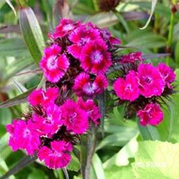Photo of Sweet William (Dianthus barbatus 'Oeschberg') uploaded by vic