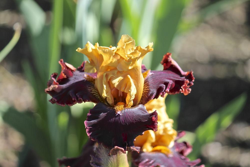 Photo of Tall Bearded Iris (Iris 'Catwalk') uploaded by ARUBA1334