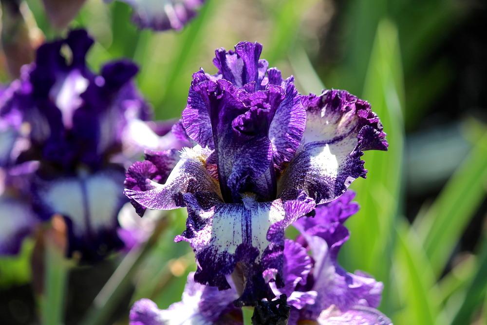 Photo of Tall Bearded Iris (Iris 'Rumor Has It') uploaded by ARUBA1334