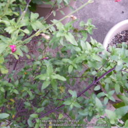 Location: My garden in Kentucky
Date: 2013-09-24
In a container and waiting for it to bloom