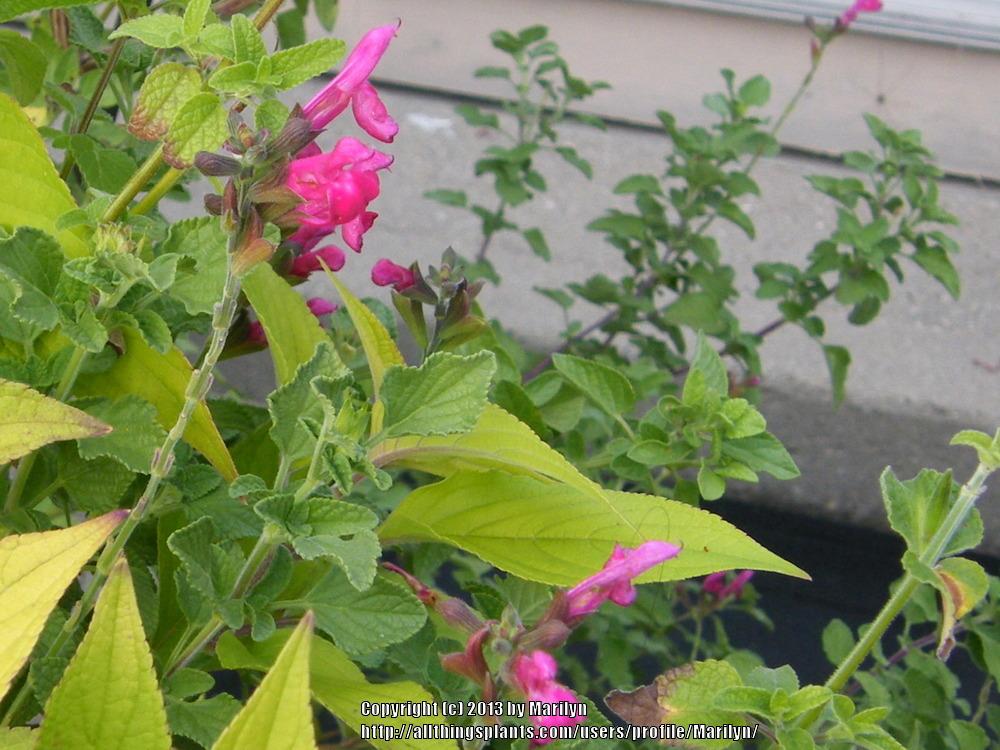 Photo of Baby Sage (Salvia microphylla 'San Carlos Festival') uploaded by Marilyn