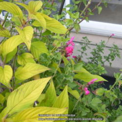 Location: My garden in Kentucky
Date: 2013-09-24
Growing (on the left) in a large container with other Salvias
