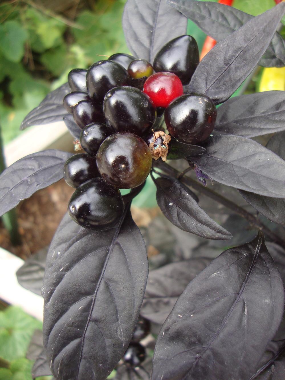 Photo of Ornamental Pepper (Capsicum annuum 'Black Pearl') uploaded by Paul2032
