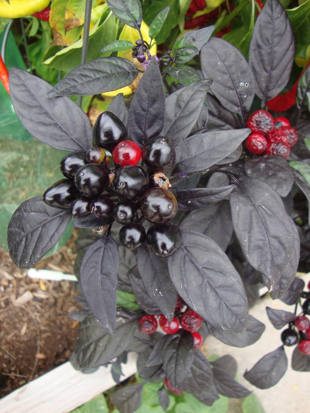 Photo of Ornamental Pepper (Capsicum annuum 'Black Pearl') uploaded by Paul2032