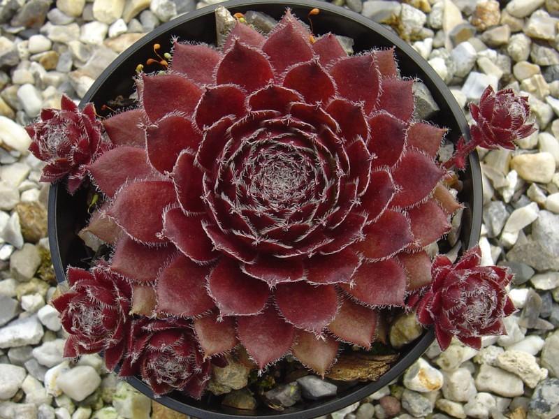 Photo of Hen and Chicks (Sempervivum 'Cherry Frosting') uploaded by banker07
