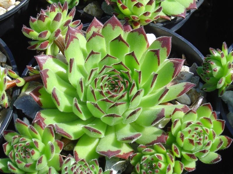 Photo of Hen and Chicks (Sempervivum 'Chocolate Dip') uploaded by banker07