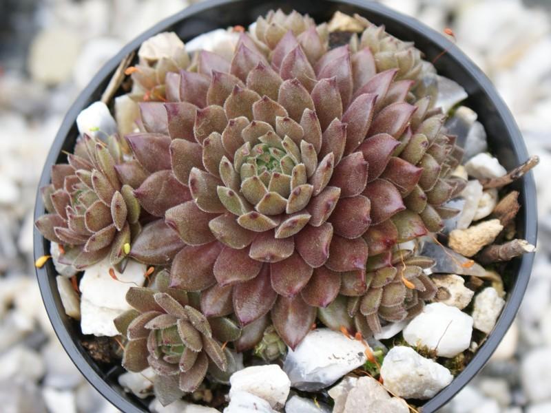 Photo of Hen and Chicks (Sempervivum 'Bronze Age') uploaded by banker07