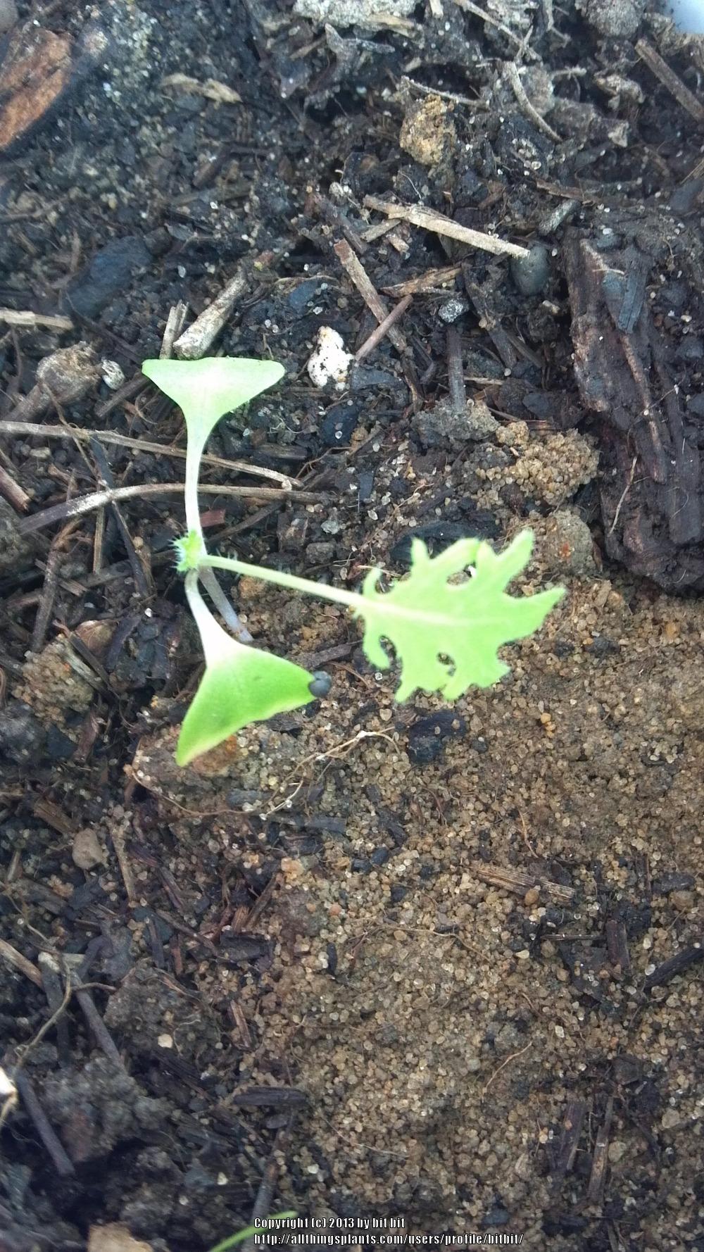 Photo of Kale (Brassica oleracea var. viridis 'Redbor') uploaded by bitbit