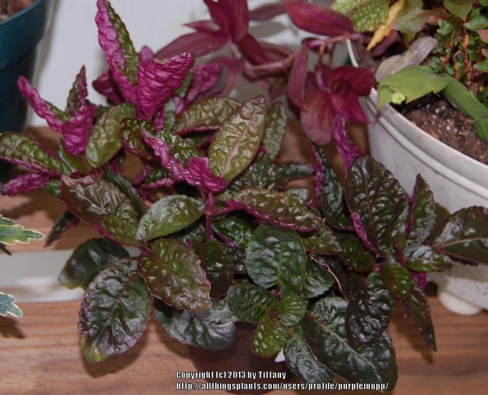 Photo of Purple Waffle Plant (Hemigraphis 'Exotica') uploaded by purpleinopp