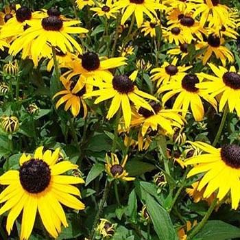 Photo of Black Eyed Susans (Rudbeckia) uploaded by vic