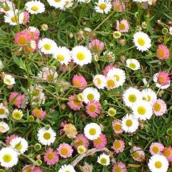 Photo of Mexican Daisy (Erigeron karvinskianus) uploaded by vic