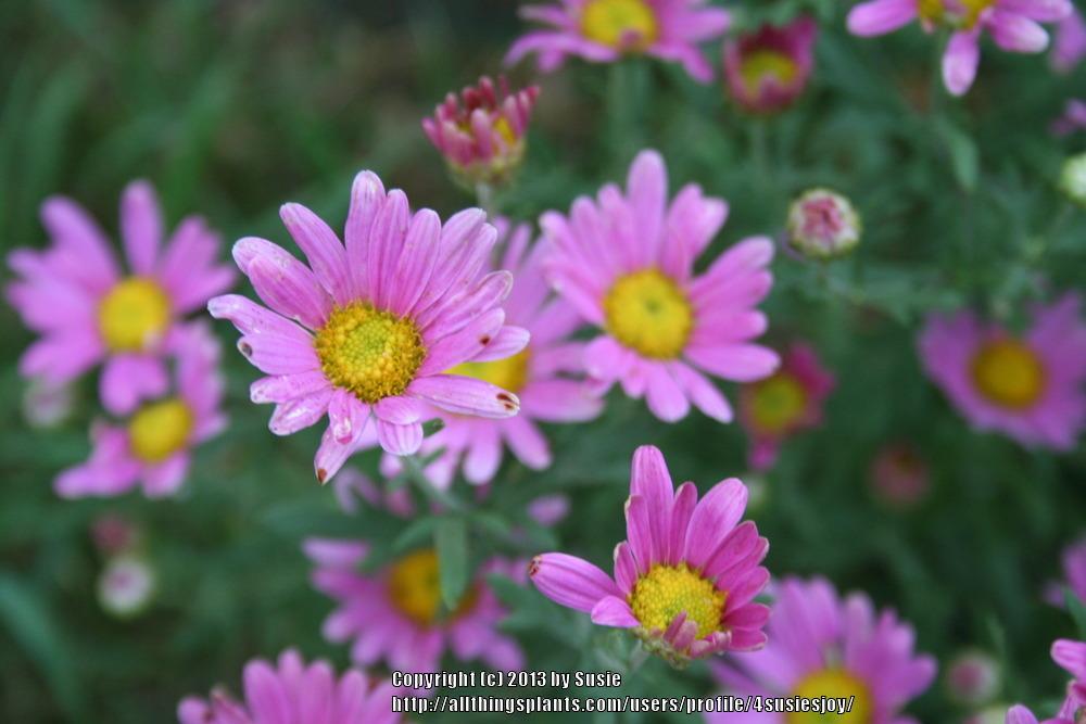 Photo of Hardy Chrysanthemum (Chrysanthemum x rubellum 'Clara Curtis') uploaded by 4susiesjoy