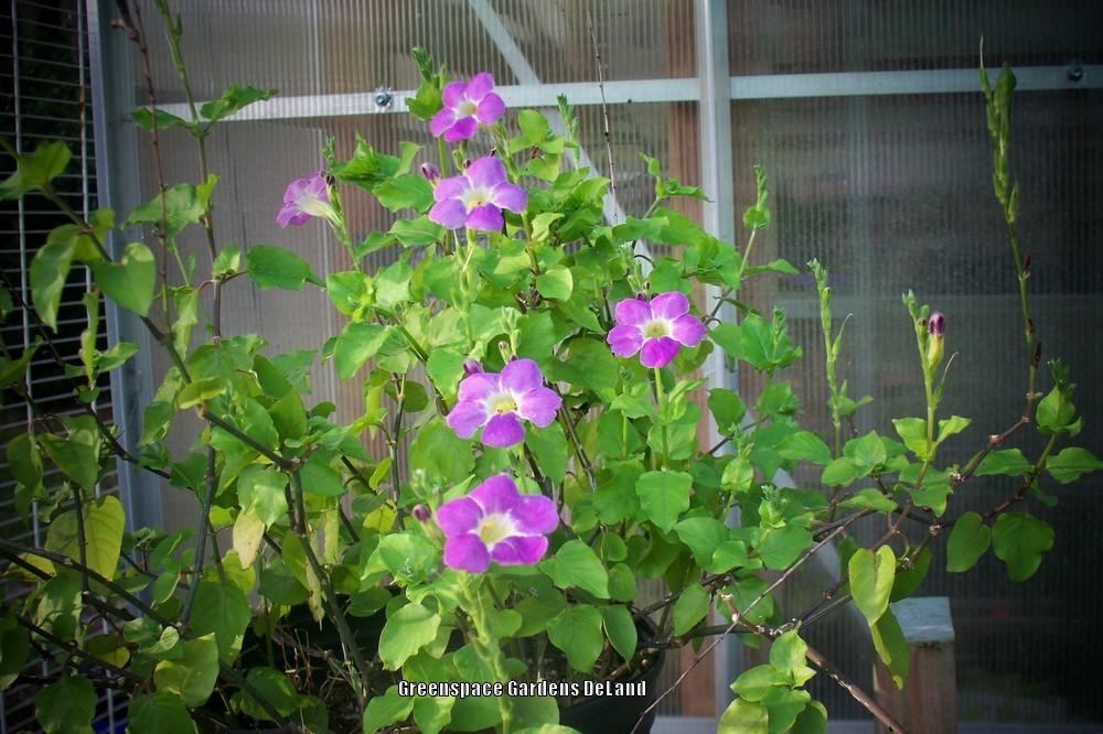 Photo of Chinese Violet (Asystasia gangetica) uploaded by DavidofDeLand