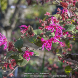 Location: Invergowrie NSW Australia
Date: 2013-09-02
Cultivar "China Pink"
