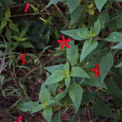 Location: Montgomery County, Texas
Date: 2013-10-03
Scarlet Catchfly in garden with pineapple sage in the background.