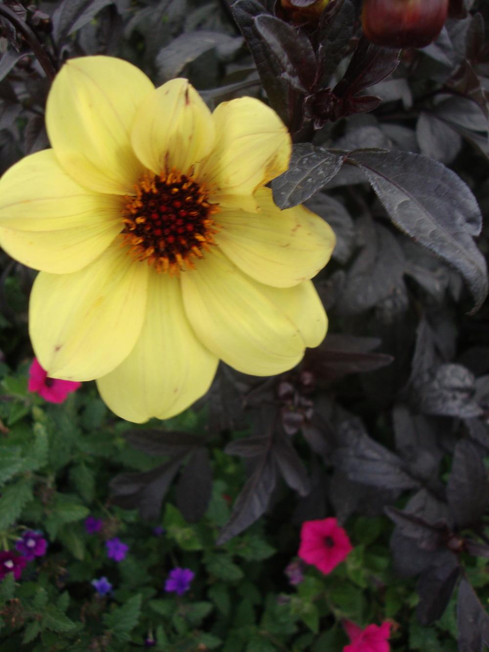 Photo of Dahlia Mystic Illusion uploaded by Paul2032