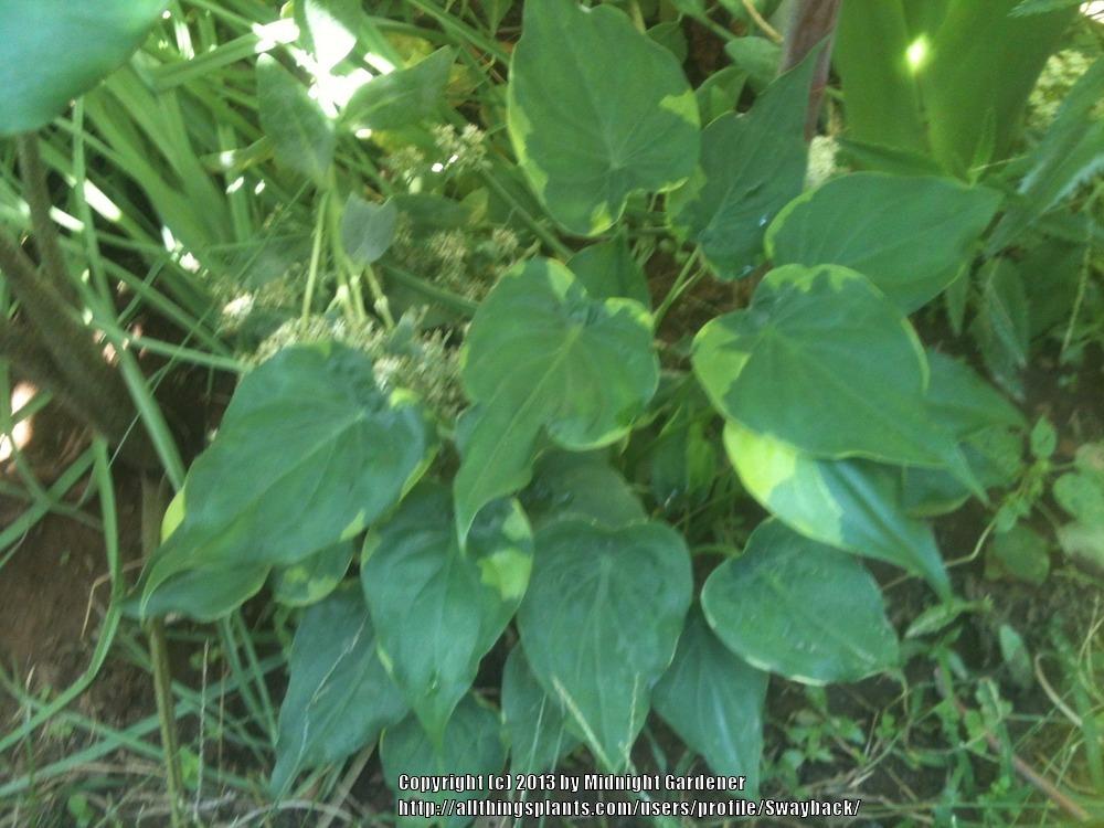 Photo of Elephant's Ear (Alocasia cucullata 'Yellow Tail') uploaded by Swayback