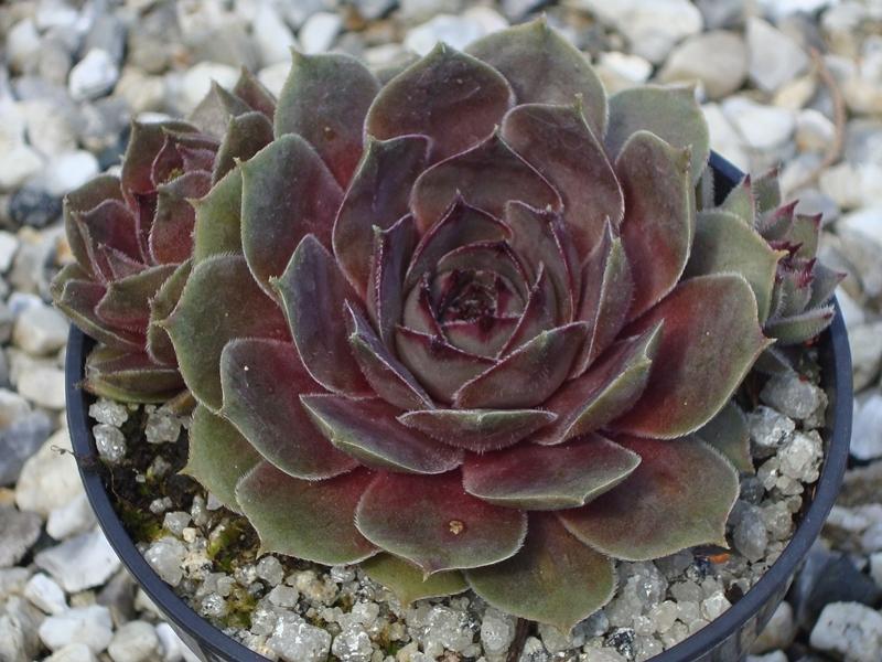 Photo of Hen and Chicks (Sempervivum 'Ghost Rider') uploaded by banker07