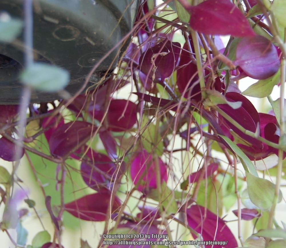 Photo of Inch Plant (Tradescantia zebrina) uploaded by purpleinopp