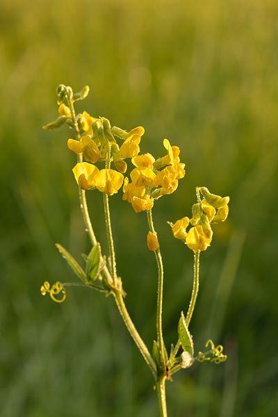 Photo of Meadow Vetchling (Lathyrus pratensis) uploaded by robertduval14