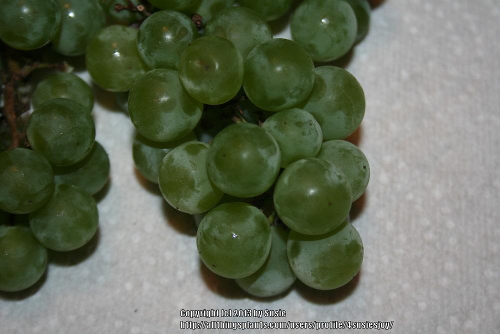 Photo of Grape (Vitis 'Kay Gray') uploaded by 4susiesjoy