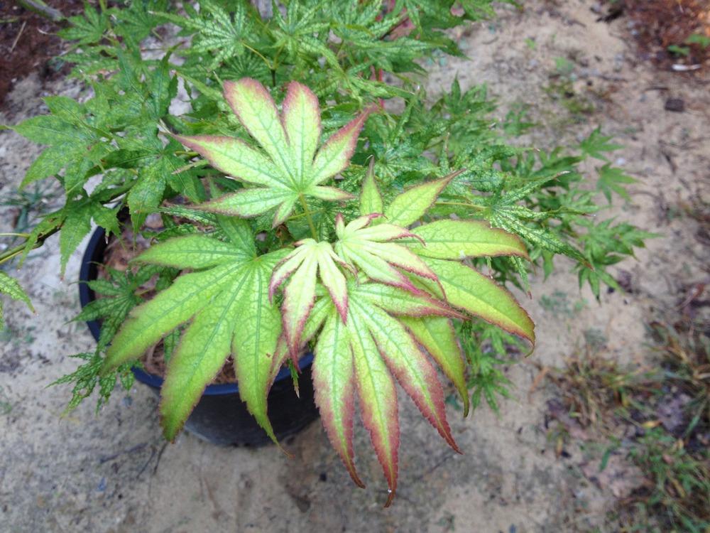 Photo of Japanese Maple (Acer palmatum 'Peaches and Cream') uploaded by NHJenDion