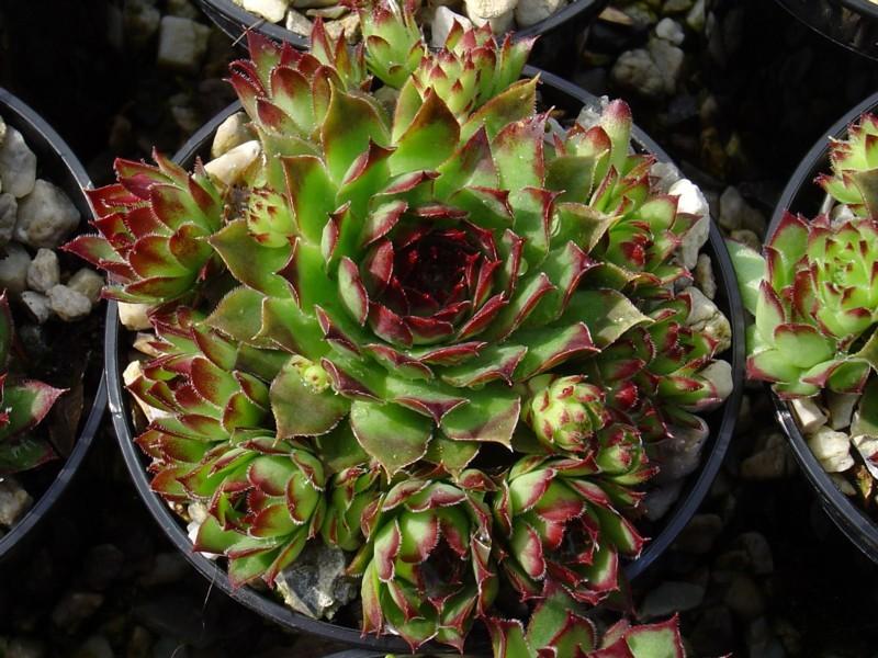 Photo of Hen and Chicks (Sempervivum 'Pine Cone') uploaded by banker07
