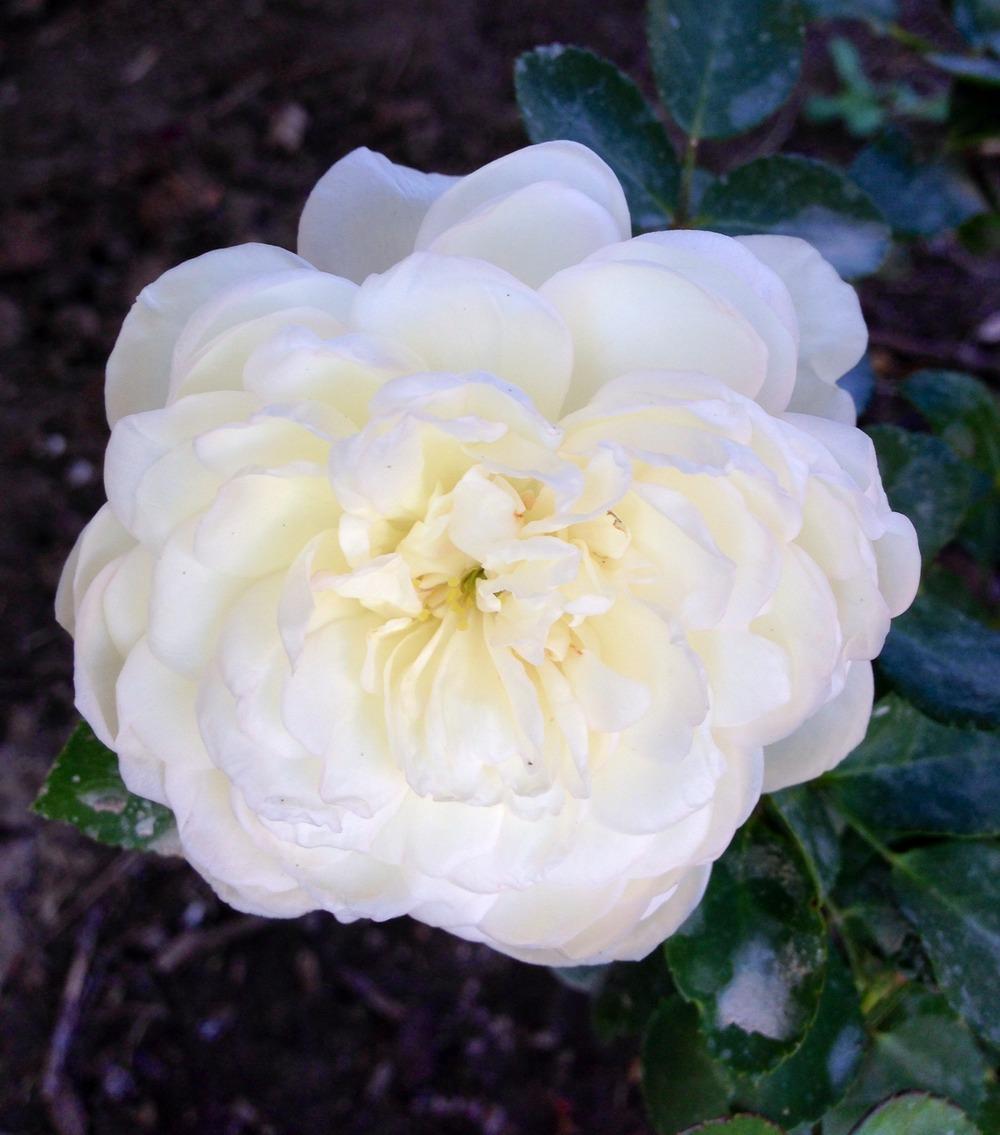 Photo of Rose (Rosa 'White Meidiland') uploaded by Lynn0805