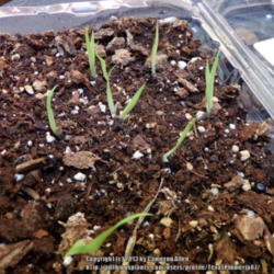Location: Plano, TX
Date: 2013-10-06
Germinated after 2 months