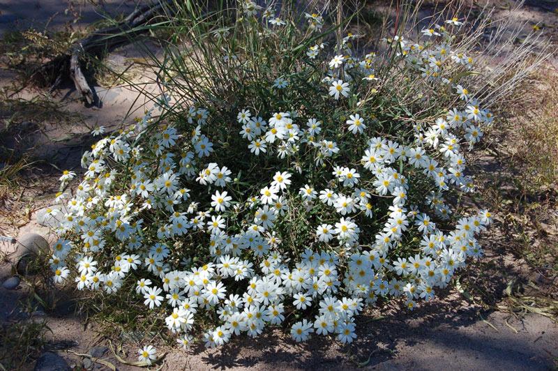 Photo of Blackfoot Daisy (Melampodium leucanthum) uploaded by angele