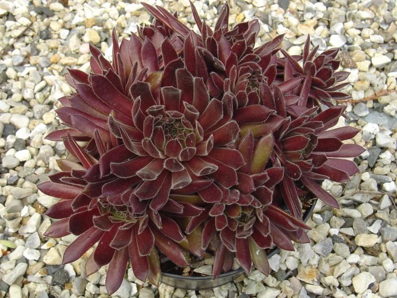 Photo of Hen and Chicks (Sempervivum 'Rustic Charm') uploaded by banker07