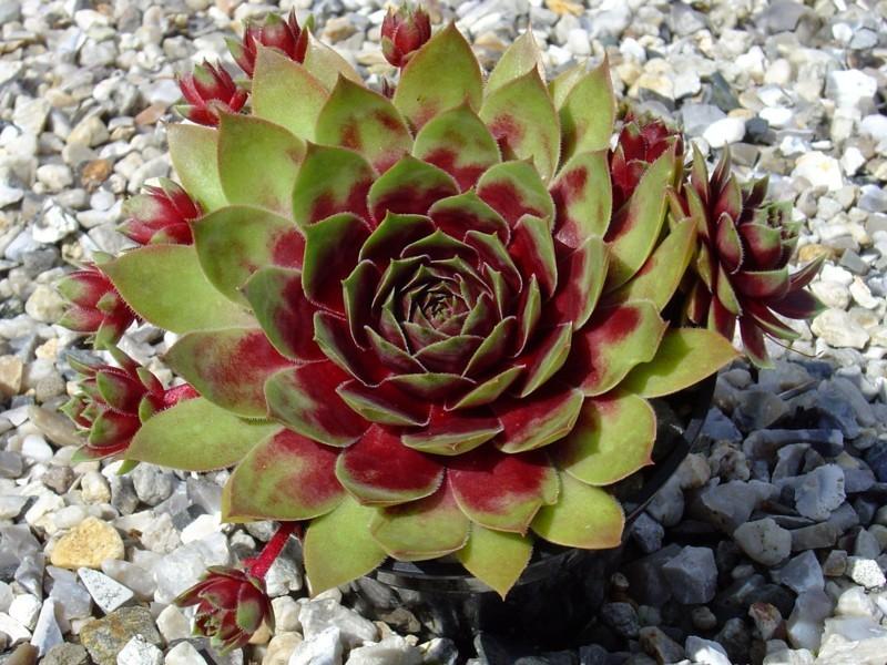 Photo of Hen and Chicks (Sempervivum 'Red Dazzler') uploaded by banker07
