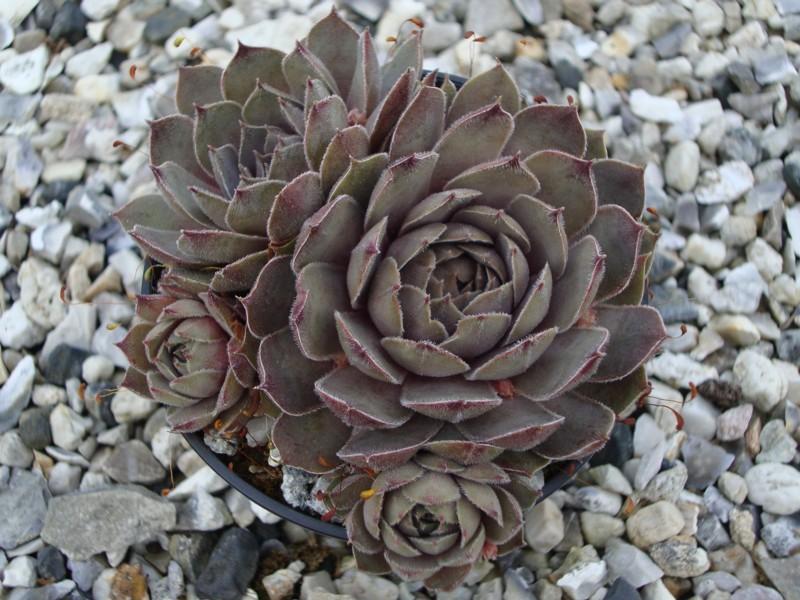 Photo of Hen and Chicks (Sempervivum 'Storm Chaser') uploaded by banker07