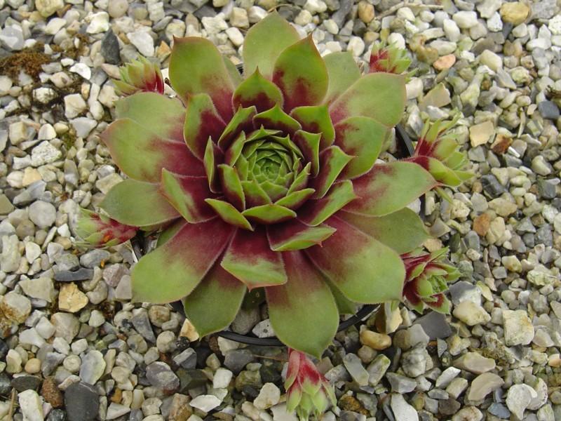 Photo of Hen and Chicks (Sempervivum 'Prim and Proper') uploaded by banker07