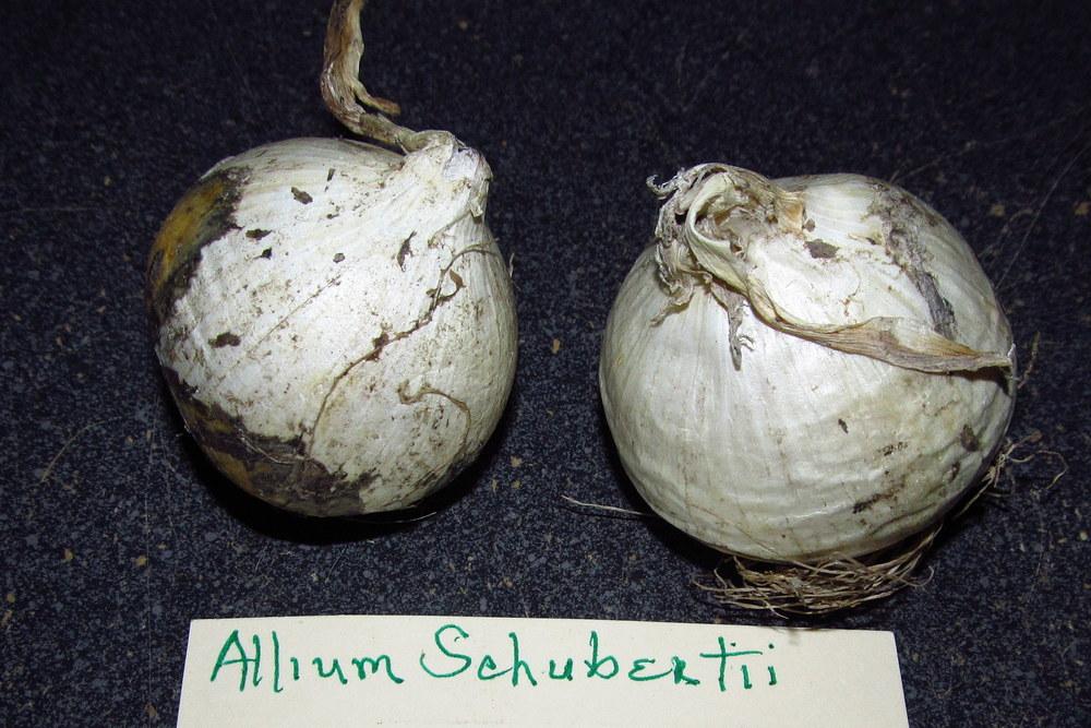 Photo of Ornamental Onion (Allium schubertii) uploaded by jmorth