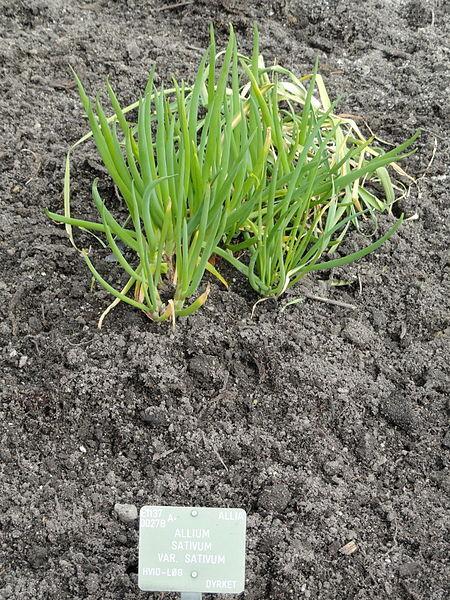 Photo of Garlic (Allium sativum) uploaded by robertduval14