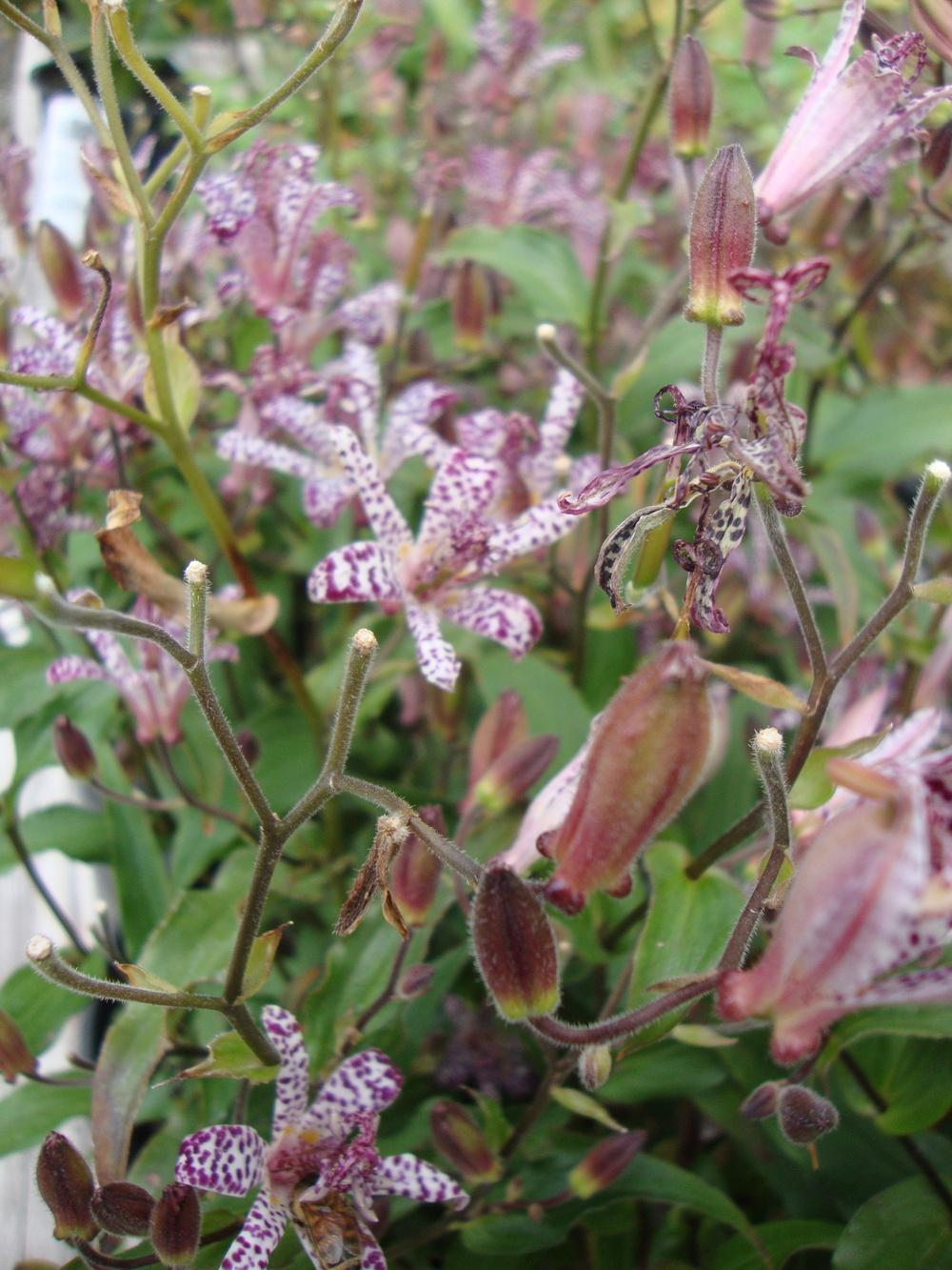 Photo of Empress Toad Lily (Tricyrtis 'Empress') uploaded by Paul2032