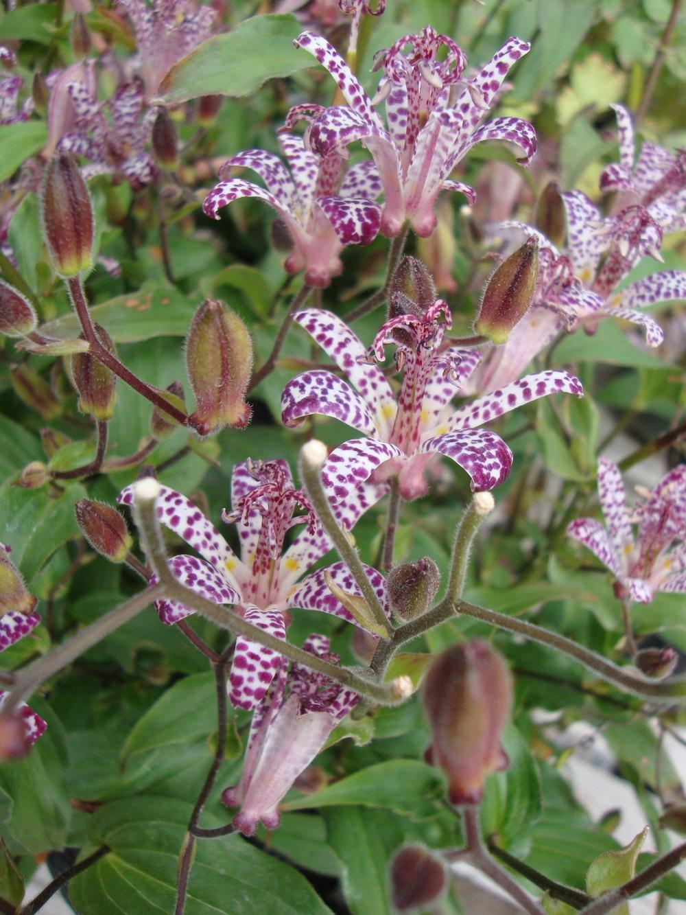 Photo of Empress Toad Lily (Tricyrtis 'Empress') uploaded by Paul2032
